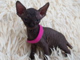 Tr&egrave;s beau chatonne Sphynx noire &agrave; vendre