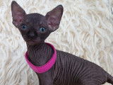 Tr&egrave;s beau chatonne Sphynx noire &agrave; vendre