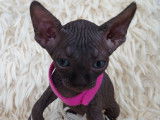 Tr&egrave;s beau chatonne Sphynx noire &agrave; vendre