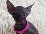 Tr&egrave;s beau chatonne Sphynx noire &agrave; vendre