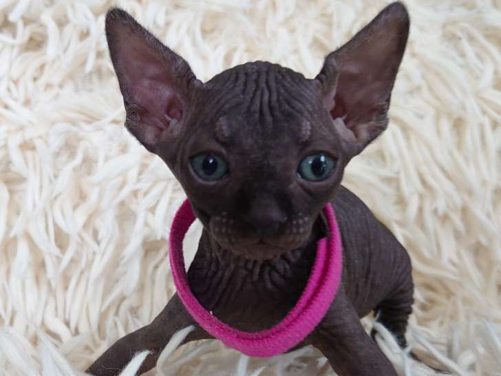 Très beau chatonne Sphynx noire à vendre