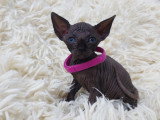 Très belle chatonne Sphynx noire à vendre