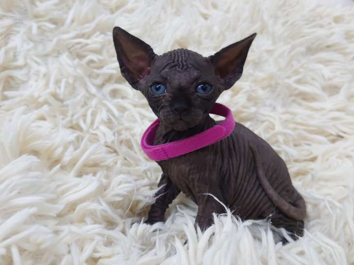 Très belle chatonne Sphynx noire à vendre