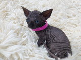 Très belle chatonne Sphynx noire à vendre
