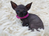 Très belle chatonne Sphynx noire à vendre