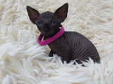 Très belle chatonne Sphynx noire à vendre