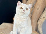 Chaton British Shorthair Cream à vendre