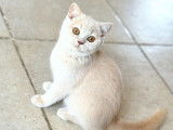 Chaton British Shorthair Cream à vendre
