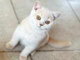 Chaton British Shorthair Cream à vendre