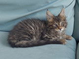 Chaton Maine Coon LOOF à vendre