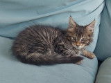 Chaton Maine Coon LOOF à vendre