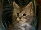 Jolis chatons Maine Coon &agrave; vendre
