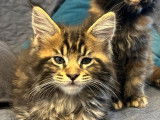 Jolis chatons Maine Coon &agrave; vendre