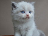 6 chatons Ragdolls LOOF à réserver