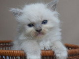 6 chatons Ragdolls LOOF à réserver