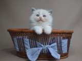 6 chatons Ragdolls LOOF à réserver