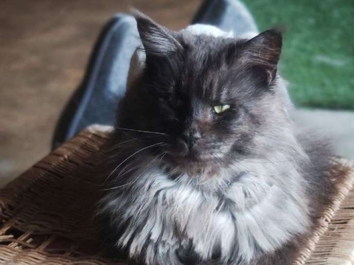 À vendre : une chatte Maine Coon LOOF