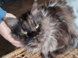 À vendre : une chatte Maine Coon LOOF