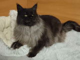 À vendre : une chatte Maine Coon LOOF