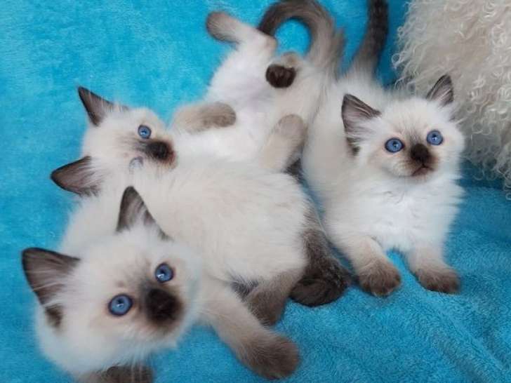 À réserver, 3 chatons Ragdolls LOOF