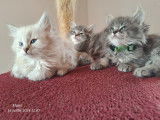 blue mackerel tabby et blanc / Bleu mackerel tabby et blanc ( collier vert)