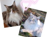 4 chatons Maine Coons mâles LOOF à réserver