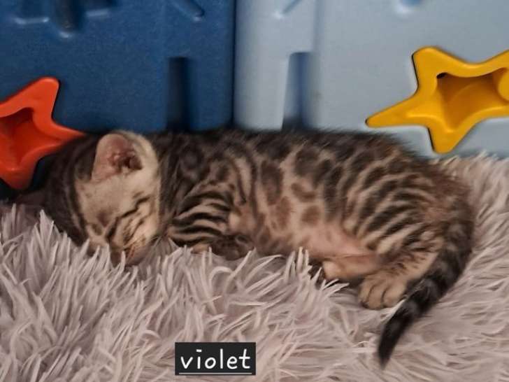 3 chatons mâles Bengals à réserver