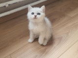 Chatons British Shorthair et Longhair à vendre