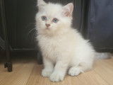 Chatons British Shorthair et Longhair à vendre