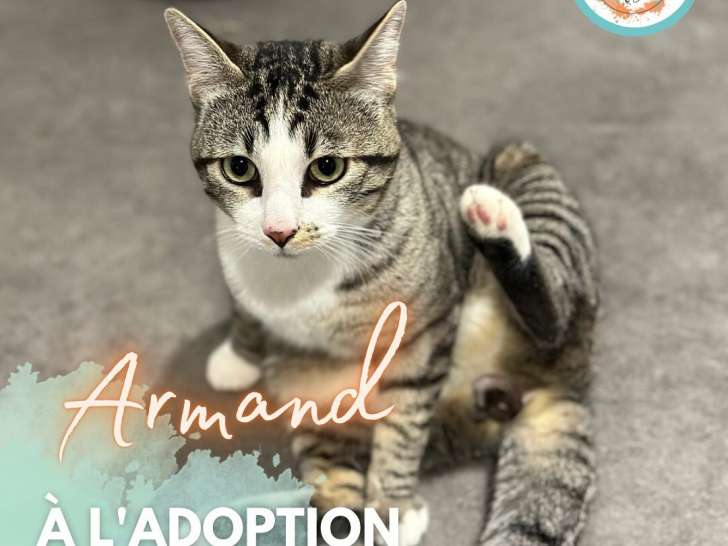 Adorable chat à l'adoption