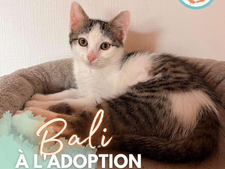 Bali, adorable chatonne à adopter