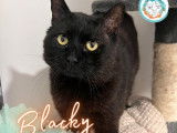 Blacky, chat de 9 ans à adopter