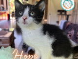 Adorable chatonne à l'adoption