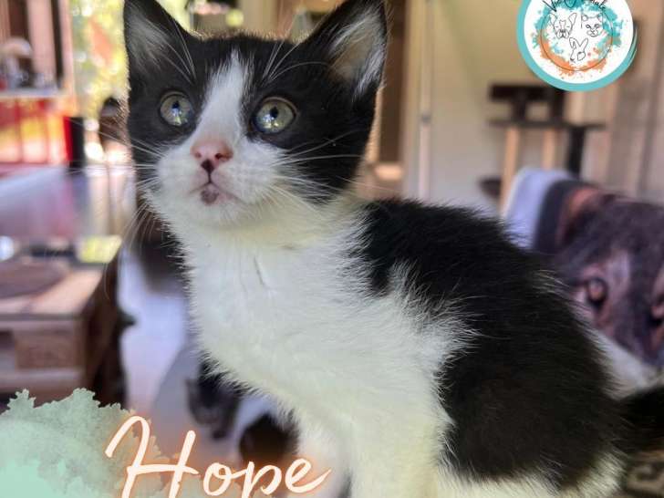Adorable chatonne à l'adoption