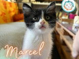 Marcel, une perle de chaton à l'adoption