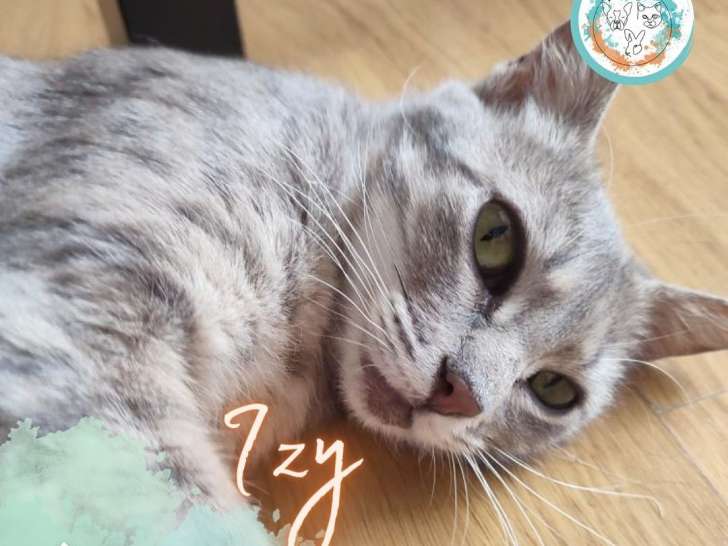 Super chatte à adopter