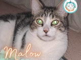 Chat Malow à l'adoption
