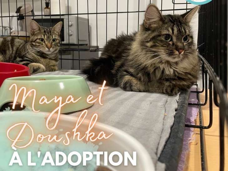 2 chattes à adopter ensemble