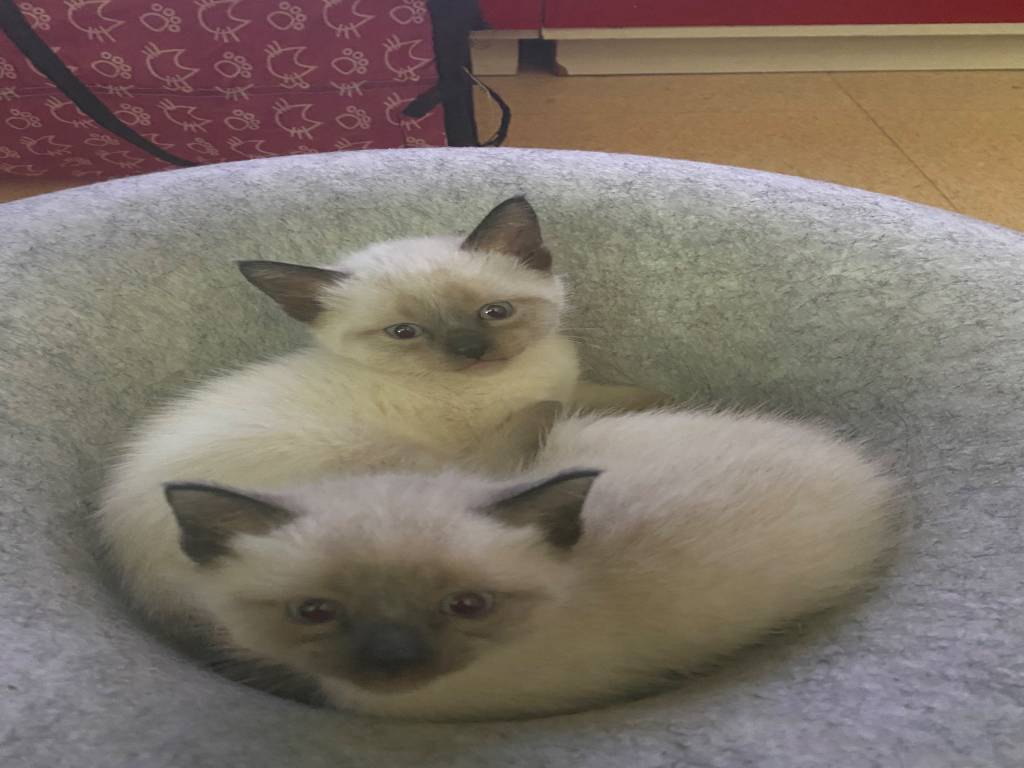 Chatons Siamois à vendre Petite Annonce chat