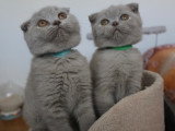 Chatons Scottish Fold  et Straight disponibles à la réservation