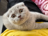 Chatons Scottish Fold  et Straight disponibles à la réservation