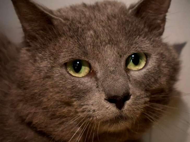 À adopter : chat au pelage gris