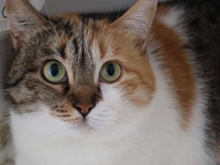 En attente d'adoption : chatte tricolore