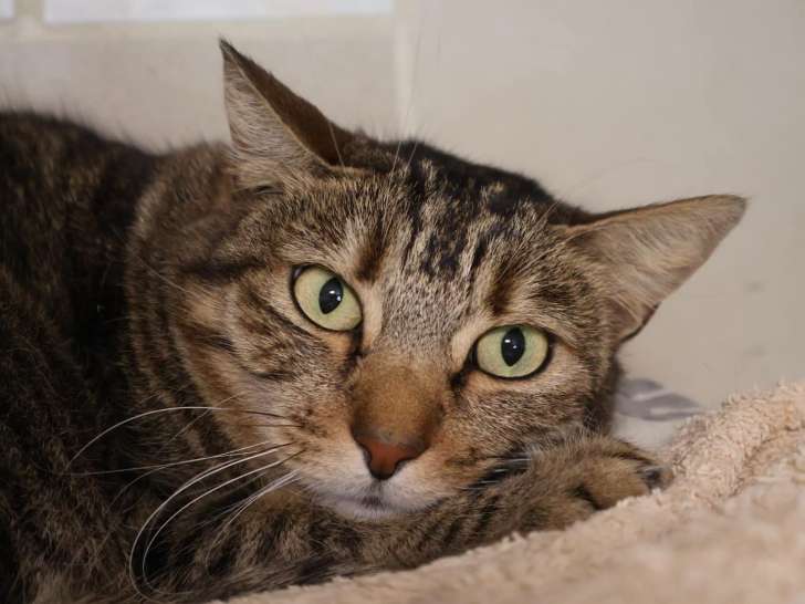 À la recherche d’un foyer : chatte âgée de 5 ans