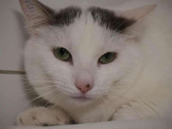Chat d'un an à adopter