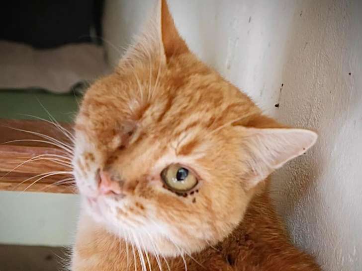 Chat tigré roux en attente d'adoption