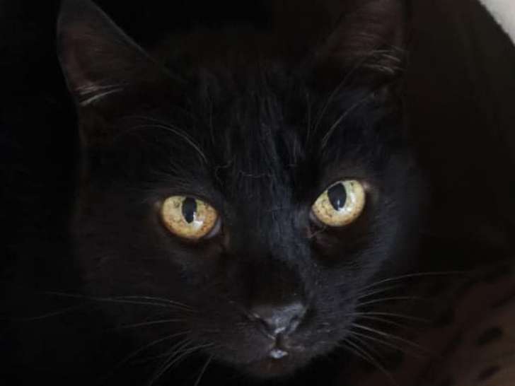 À adopter, chatte adulte de 9 ans