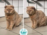 En attente d'adoption, chat de 10 ans