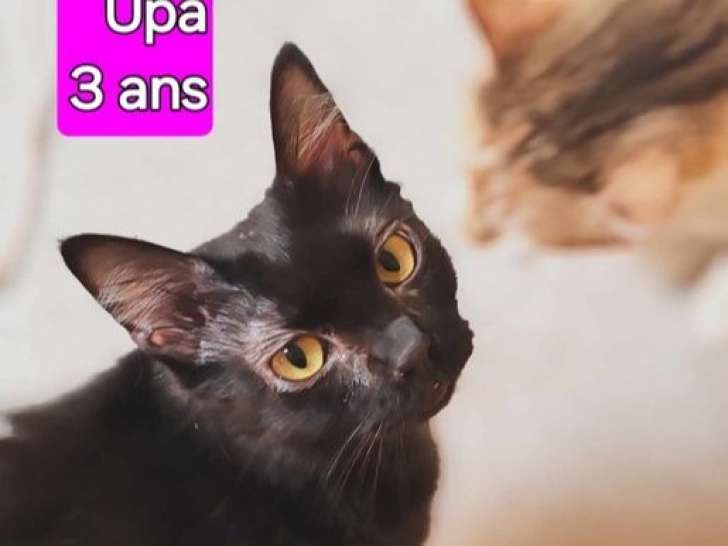 Chatte de 3 ans en attente d'adoption