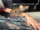 Chatons Bengal pure race, pedigree à vendre